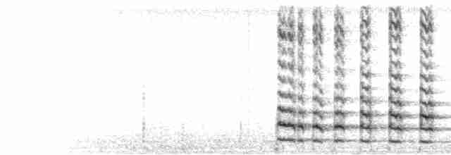  - Common Gallinule (American)