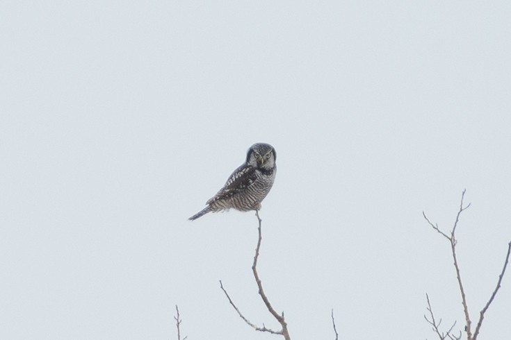 Northern Hawk Owl - ML535196051