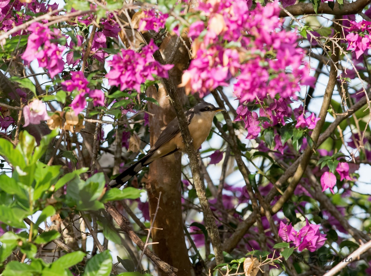 Mangrove Cuckoo - Shailesh Pinto