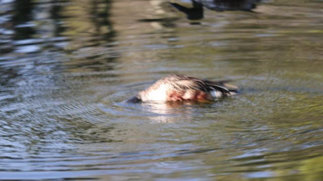 Northern Shoveler - ML535204961