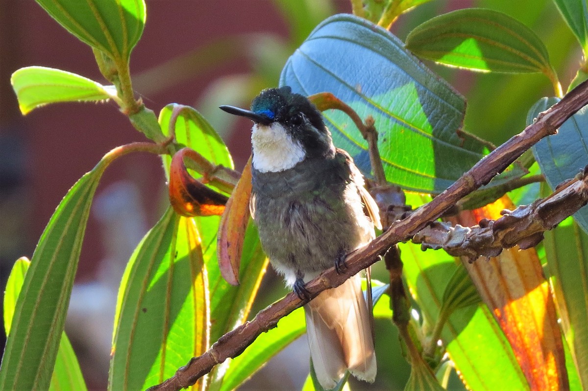 White-throated Mountain-gem (Gray-tailed) - ML53520681