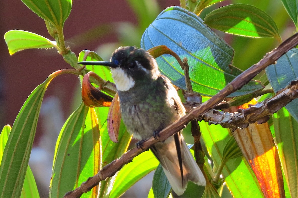 White-throated Mountain-gem (Gray-tailed) - ML53520691