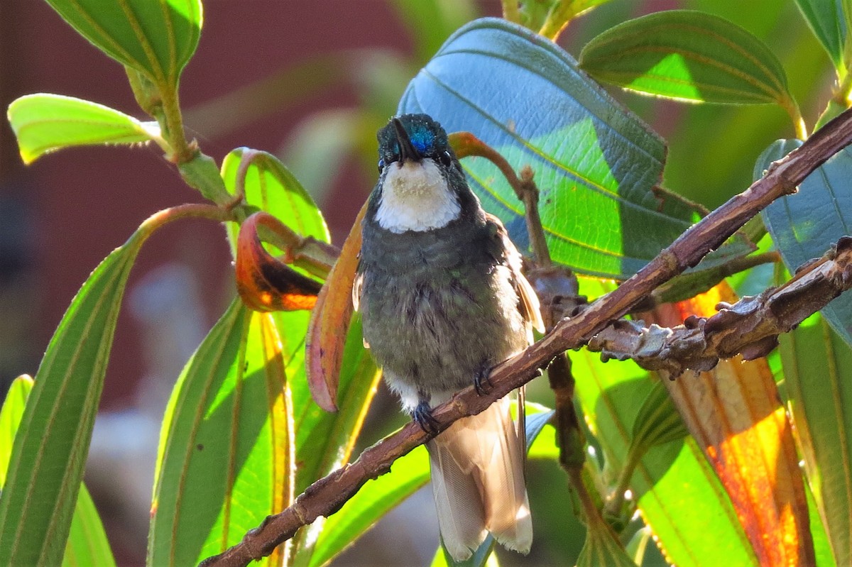 White-throated Mountain-gem (Gray-tailed) - ML53520701