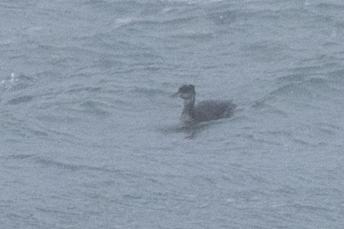Red-necked Grebe - ML535210271