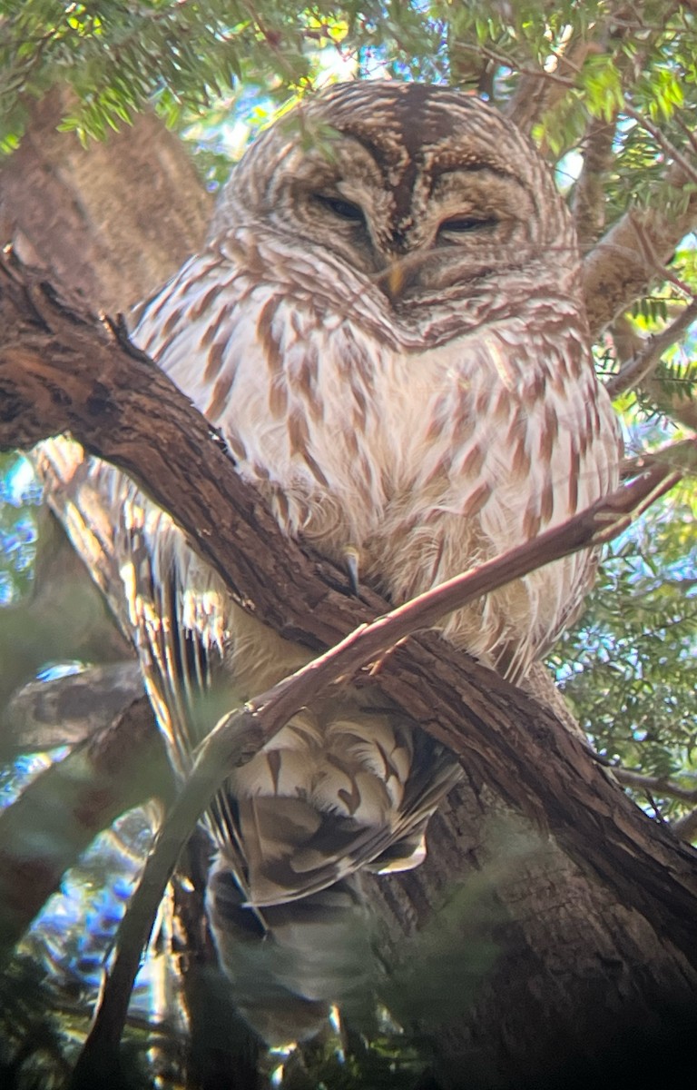 Barred Owl - ML535211671