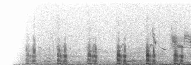  - Slate-colored Coot