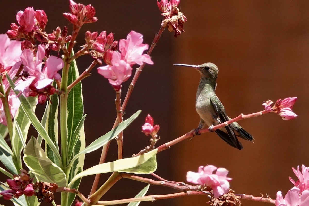 Gilded Hummingbird - Russ  And Theresa