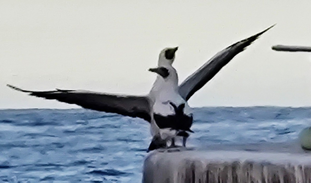 Masked Booby - ML535218361