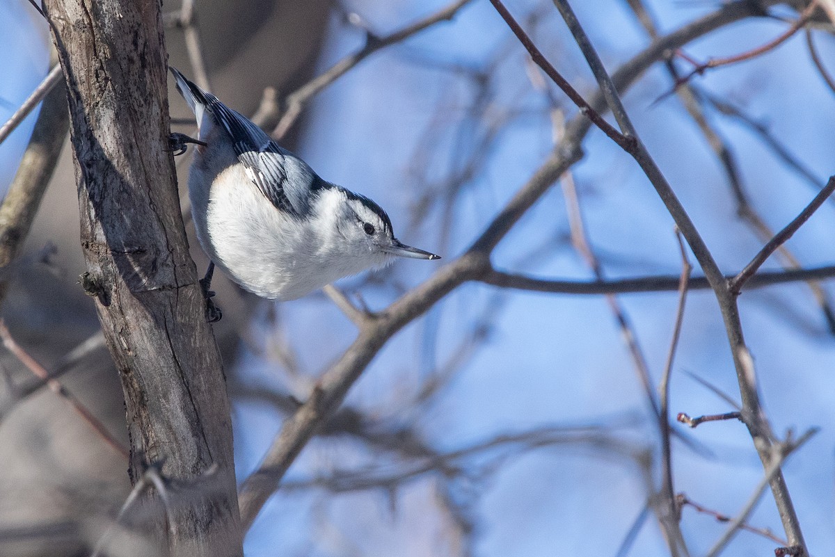 White-breasted Nuthatch - ML535219451