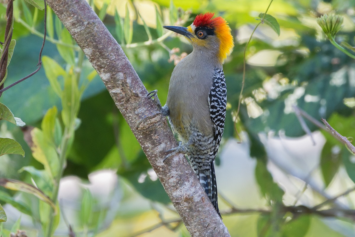 Golden-cheeked Woodpecker - ML535221221