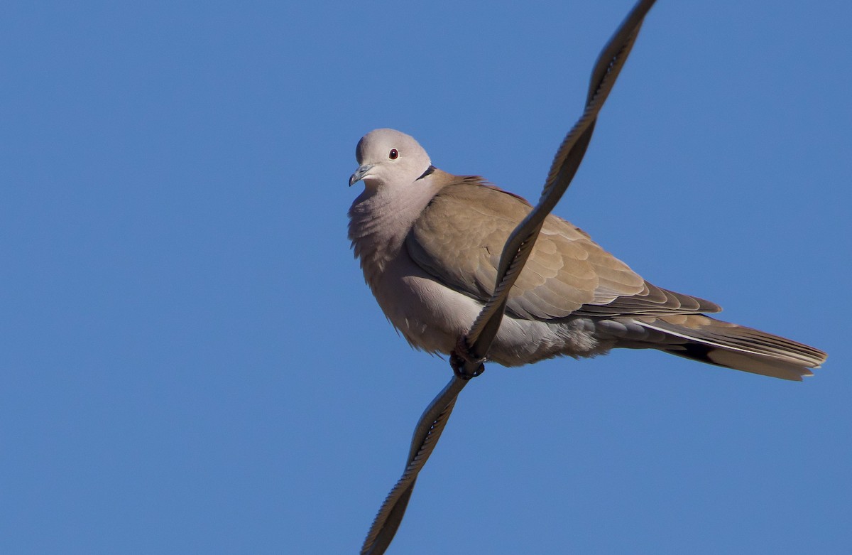 Eurasian Collared-Dove - ML535222181