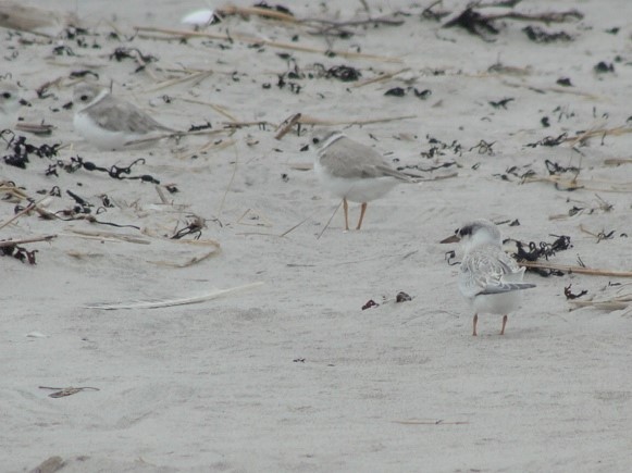 Piping Plover - ML535223321