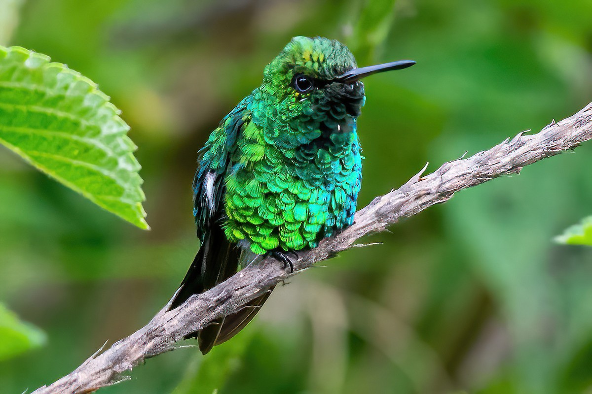 Shining-green Hummingbird - Kurt Gaskill