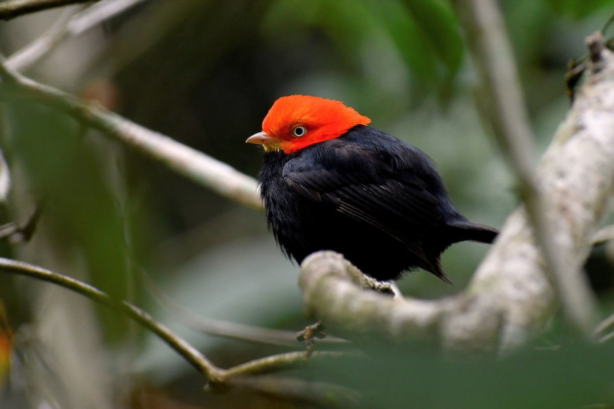 Red-capped Manakin - ML535224551