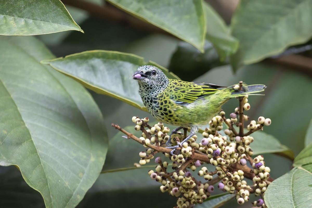 Spotted Tanager - ML535226791