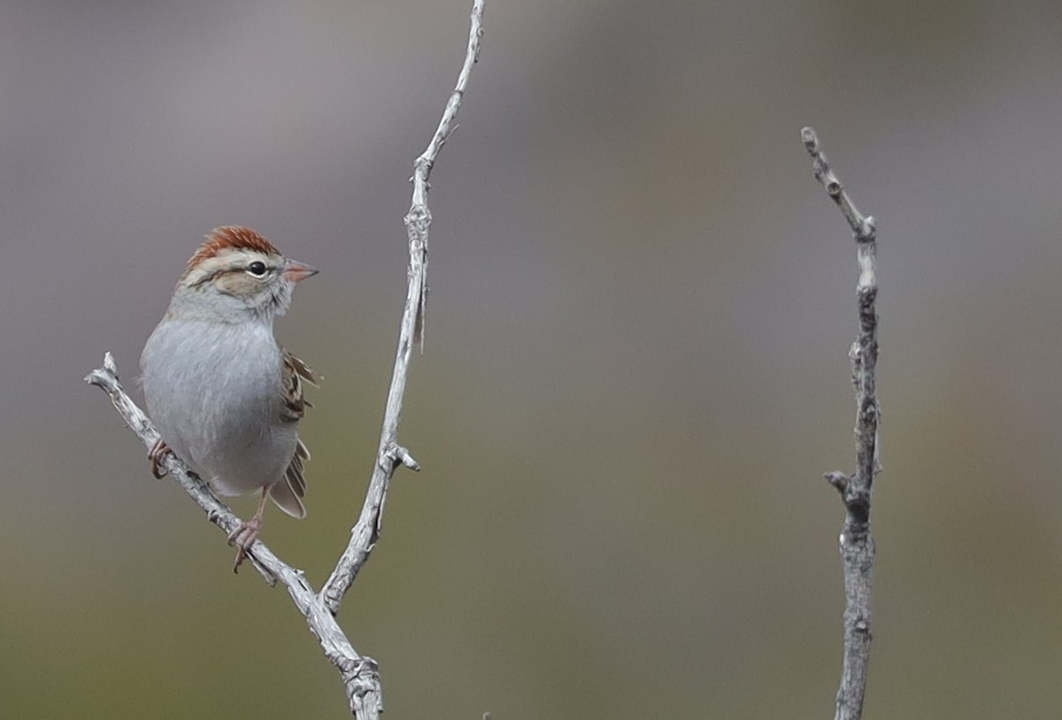 Chipping Sparrow - ML535230031