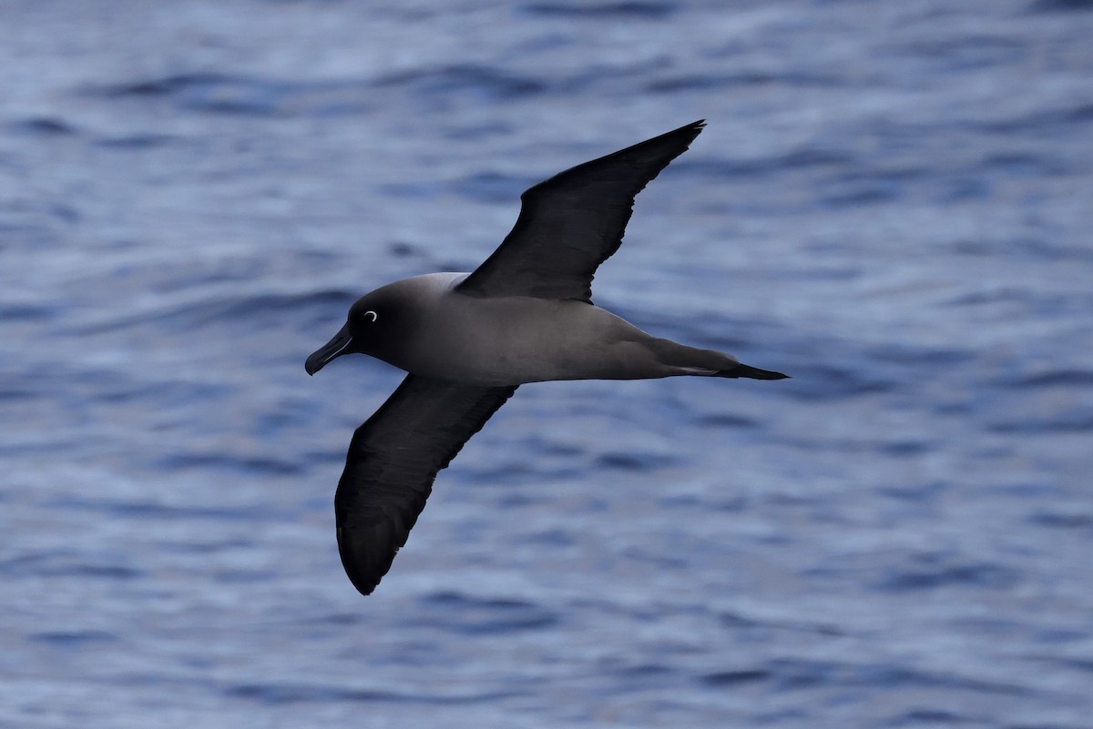 Light-mantled Albatross - ML535230171