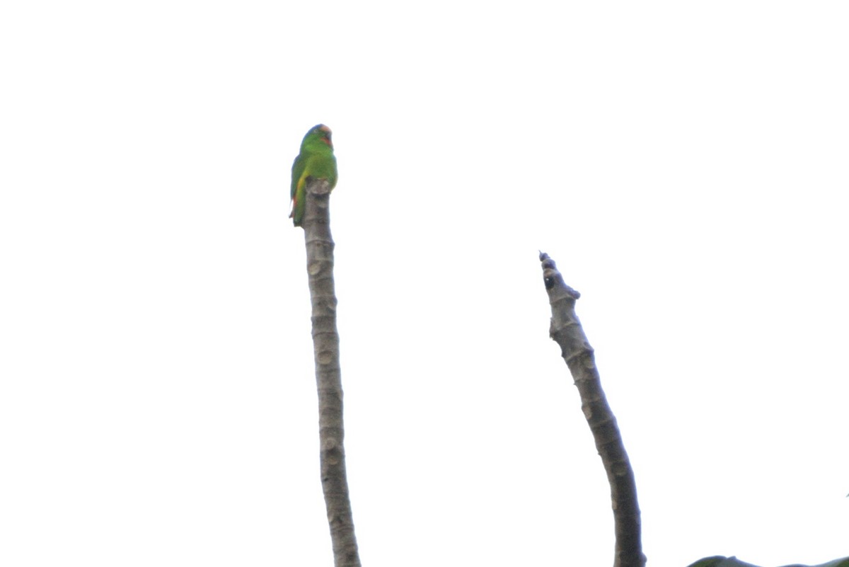 Papua Cennet Papağanı - ML535231031