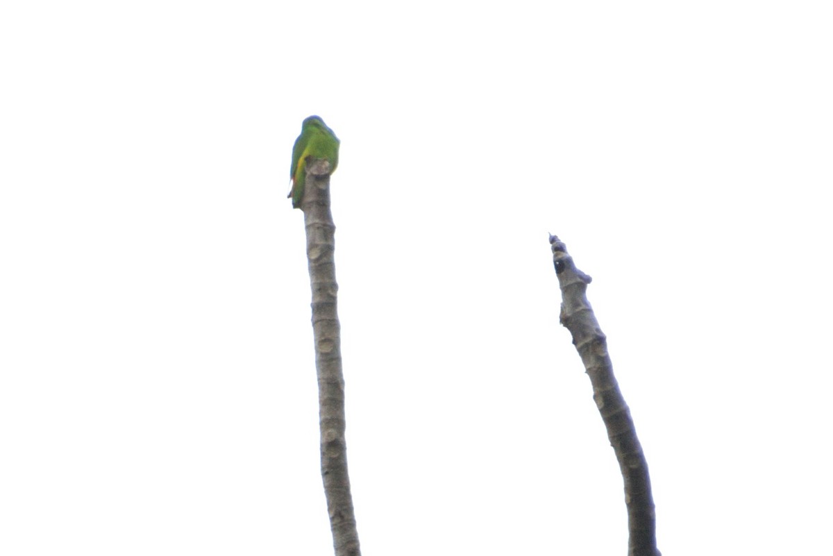 Papua Cennet Papağanı - ML535231041