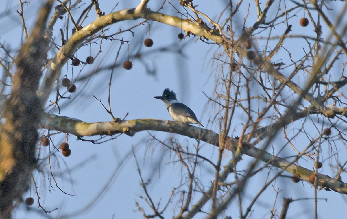 Belted Kingfisher - ML535231911