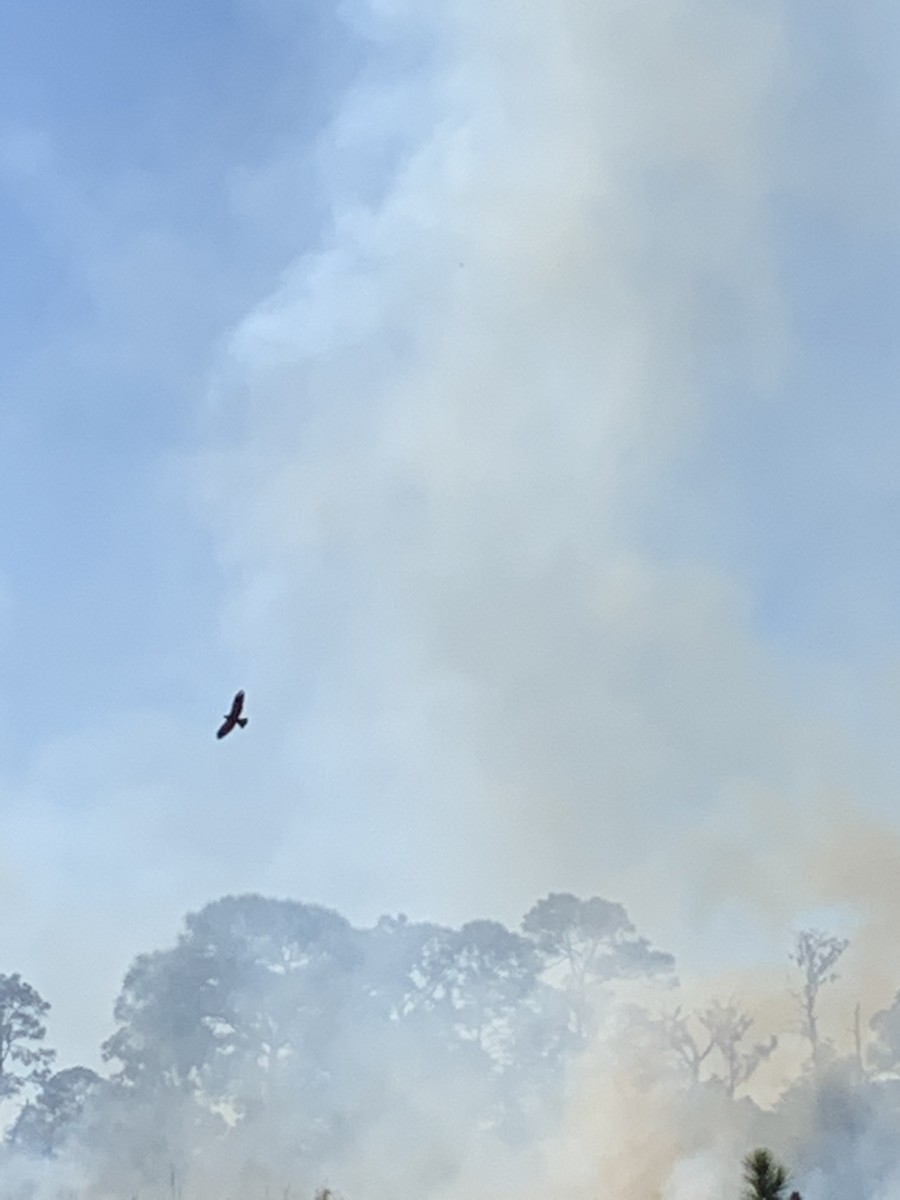 eBird Checklist 14 Feb 2023 Rollins Ranch (IRC) 29 species