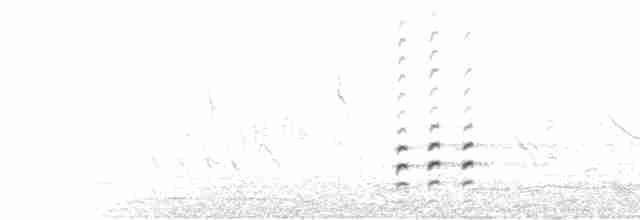  - Peruvian Thick-knee