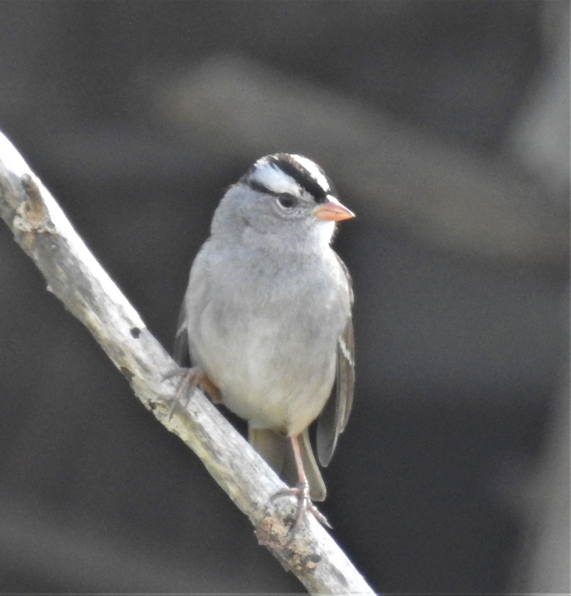 White-crowned Sparrow - ML535237211