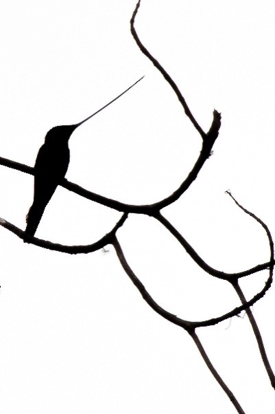Sword-billed Hummingbird - ML53523751