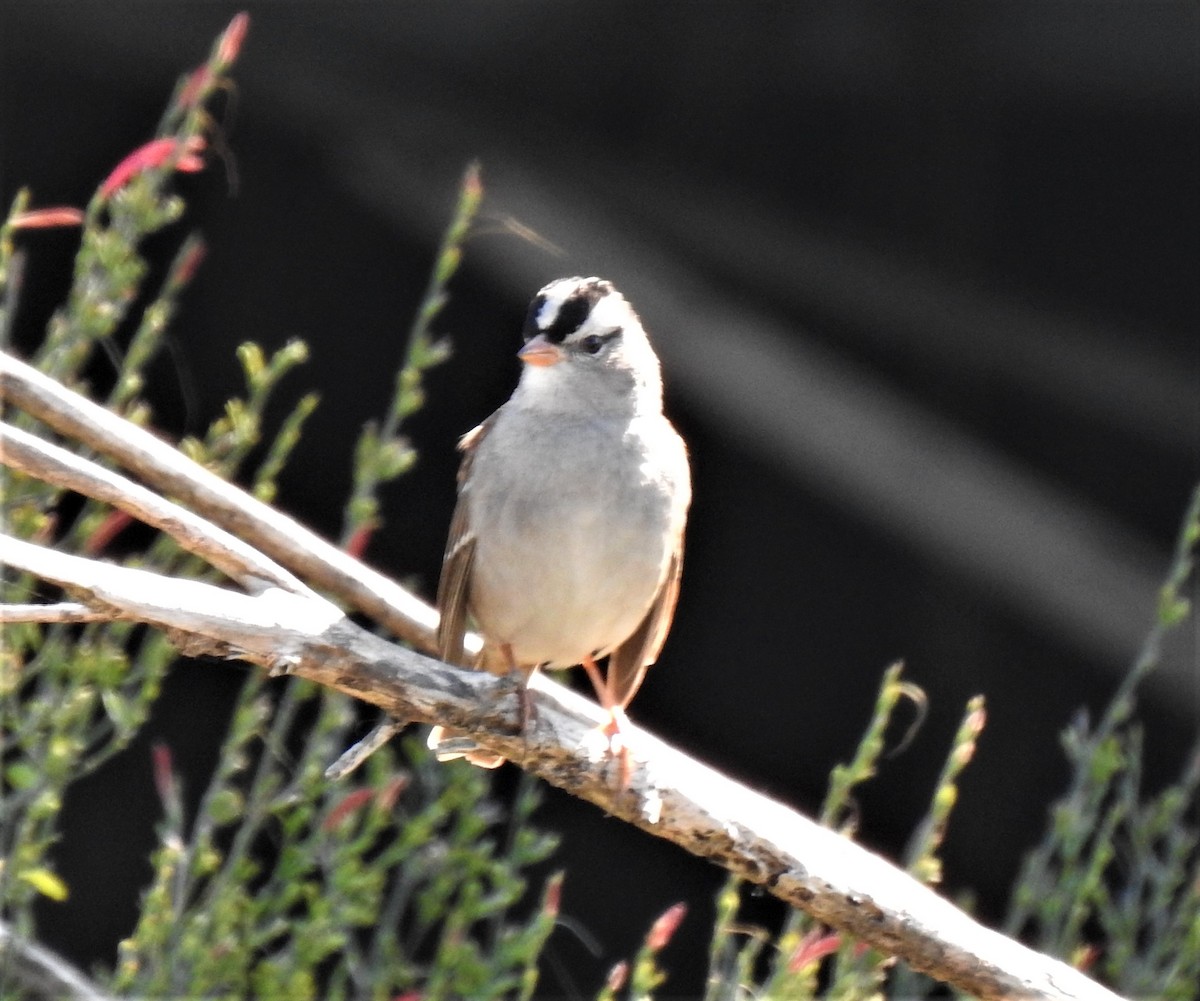 White-crowned Sparrow - ML535237561