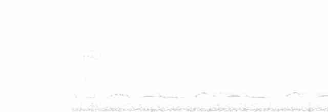 Lyre-tailed Nightjar - ML535238941