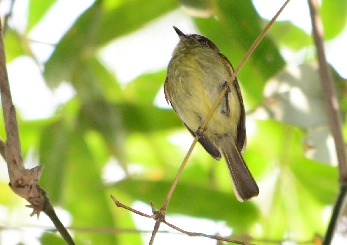 Sepia-capped Flycatcher - ML535240461