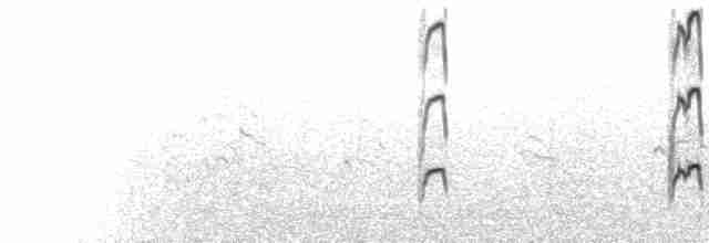  - American Oystercatcher