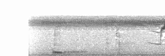 Тиранчик-короткодзьоб південний - ML535243301