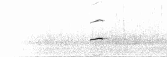  - Magellanic Oystercatcher