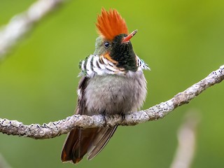  - Frilled Coquette