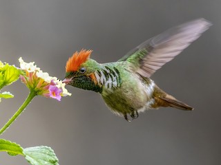  - Frilled Coquette
