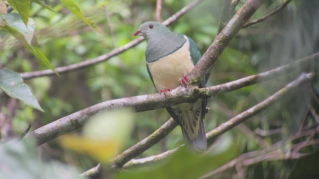 Cream-breasted Fruit-Dove - ML535251081