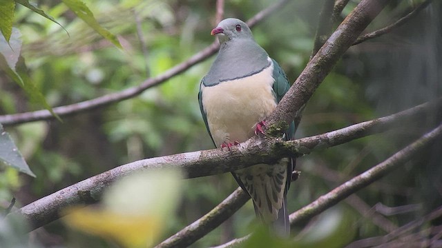 Cream-breasted Fruit-Dove - ML535251201