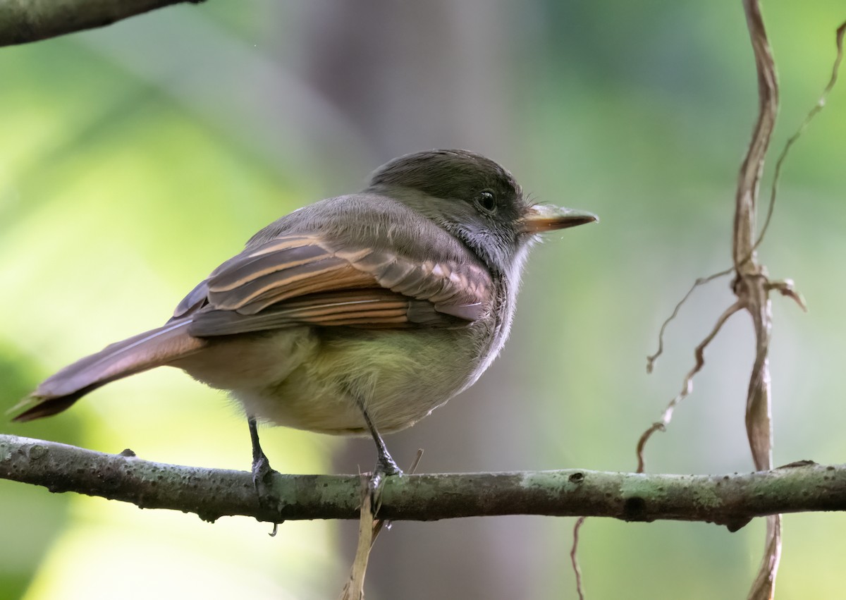 Rufous-tailed Flycatcher - ML535252971