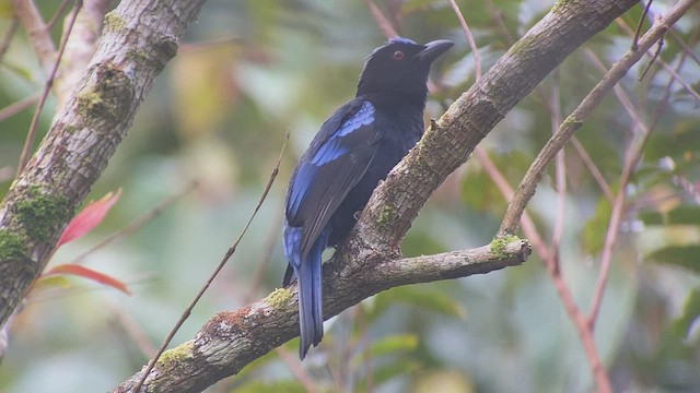 Philippine Fairy-bluebird - ML535253911
