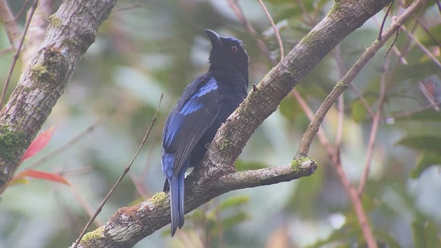 Philippine Fairy-bluebird - ML535253921