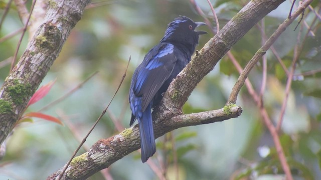 Philippine Fairy-bluebird - ML535253931