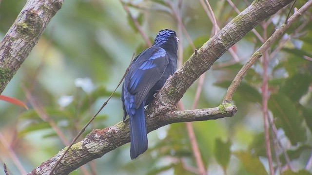 Philippine Fairy-bluebird - ML535253941