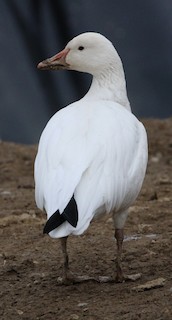 Snow Goose, ML535254911