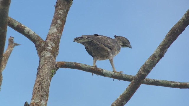 Philippine Hawk-Eagle - ML535255021