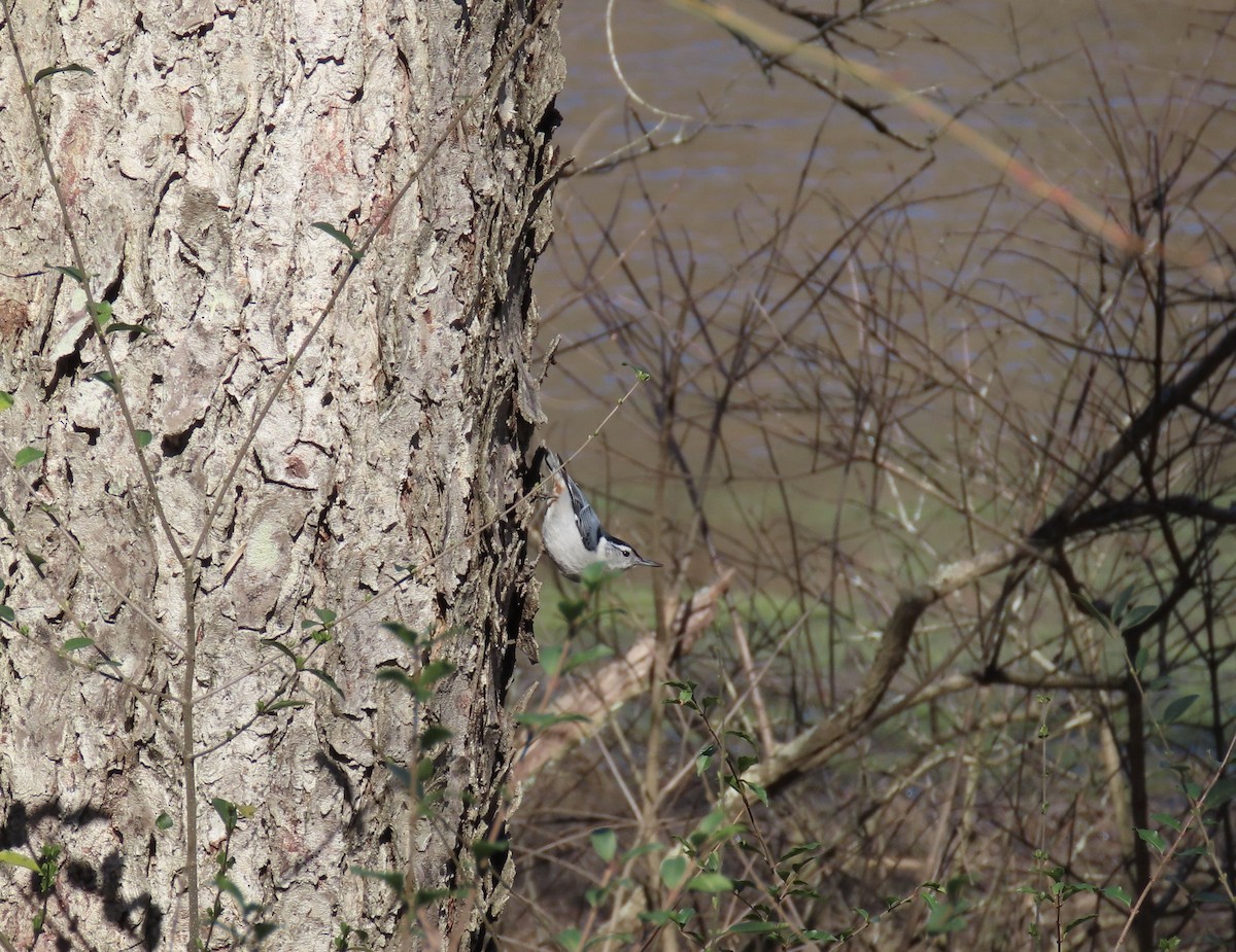 White-breasted Nuthatch - ML535257131