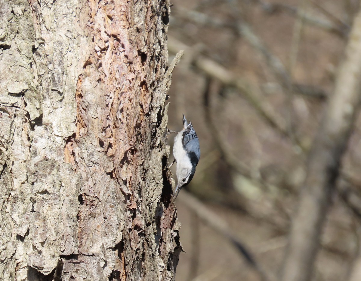 White-breasted Nuthatch - ML535257141