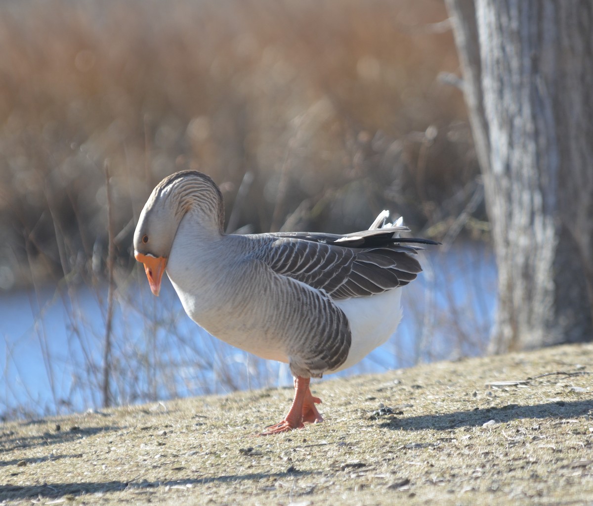 Domestic goose sp. (Domestic type) - ML535265071