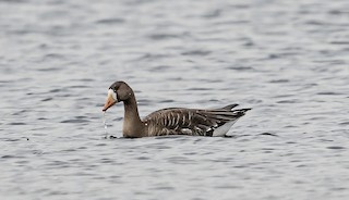 Greater White-fronted Goose, ML535265701