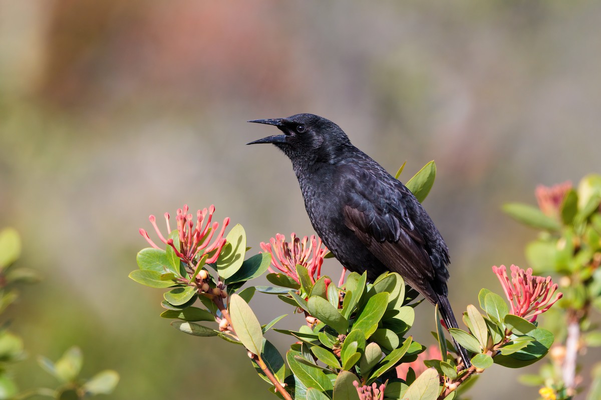 Austral Blackbird - Nick Bonomo